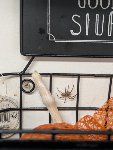 Mediterranean Spiny False Wolf Spider