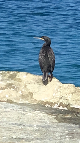 European Shag