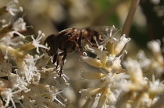 Eristalodes