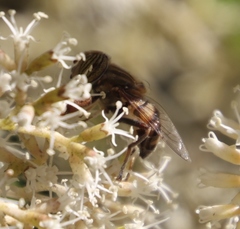 Eristalodes