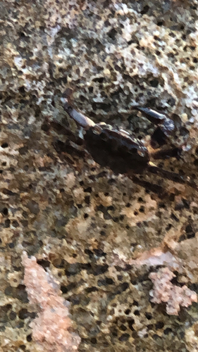 Marbled Crab