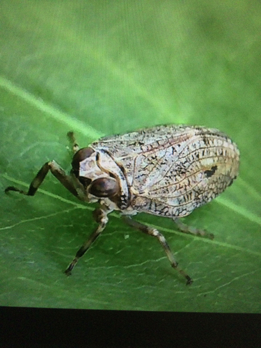 Issus coleoptratus