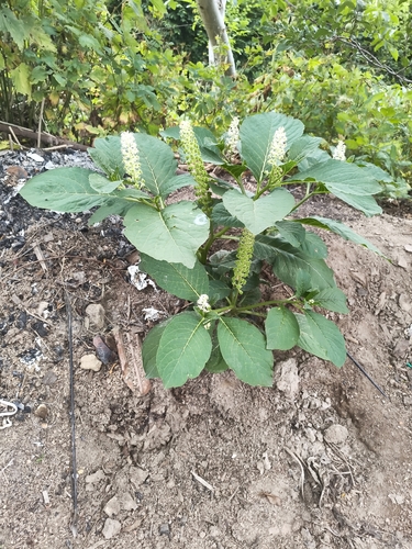 Indian Pokeweed