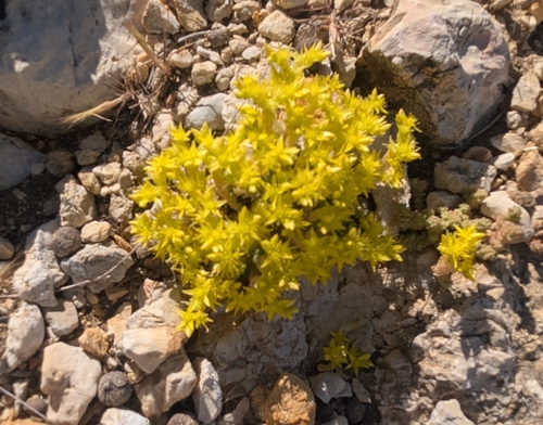 Biting Stonecrop