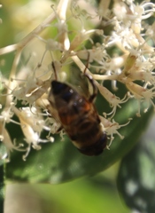 Eristalodes
