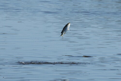 iNaturalist observation photo of Sea Mullet
