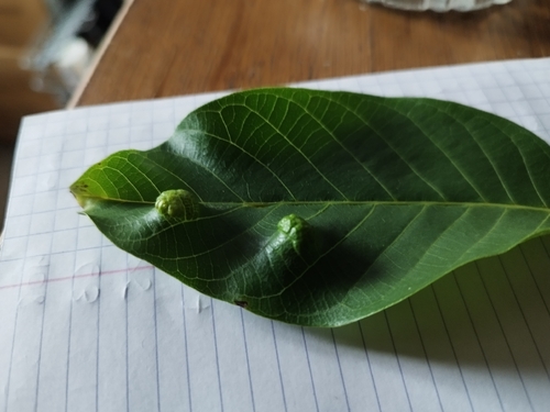 Walnut Blister Mite