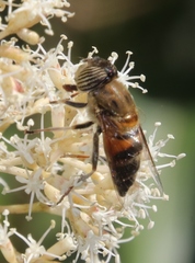 Eristalodes