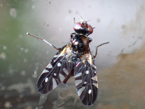 Oxyaciura tibialis