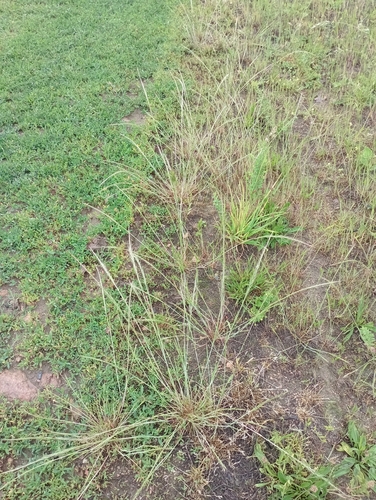 rattail sixweeks grass
