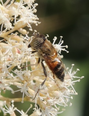 Eristalodes