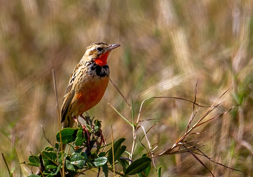 iNaturalist image