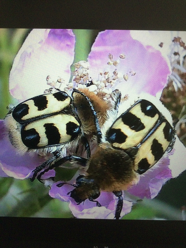 French Flower Chafer