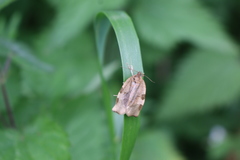 Choristoneura hebenstreitella