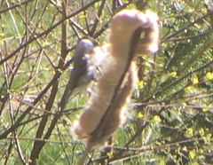 Poecile palustris