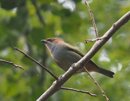 Chestnut-backed Tanager (Stilpnia preciosa)