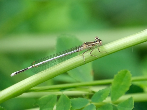Blue Featherleg