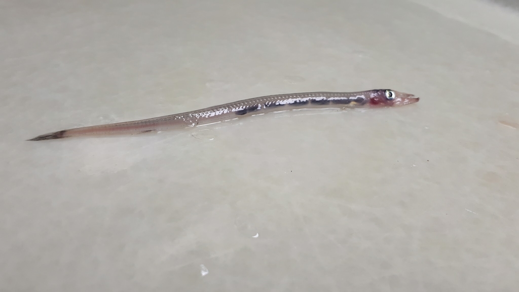 Slender Barracudina