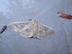 Siga pyronia