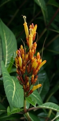 Sanchezia parvibracteata