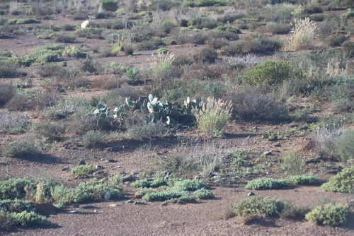 Opuntia megapotamica, photograph 5