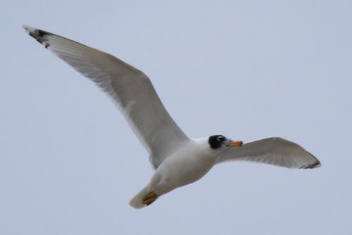 Pallas's Gull
