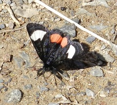 Psychomorpha epimenis