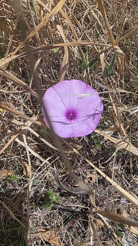 Mallow Bindweed