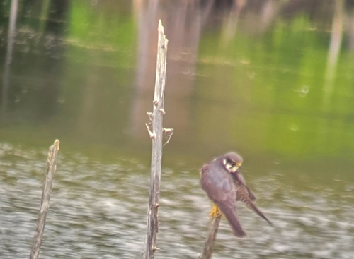 Eurasian Hobby