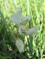 Lathyrus pannonicus collinus