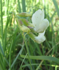 Lathyrus pannonicus collinus