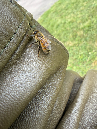 Western Honey Bee