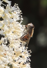 Eristalodes