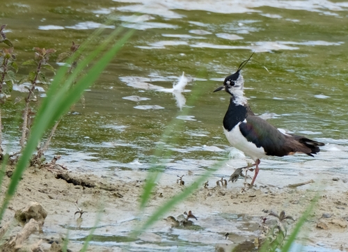 Northern Lapwing