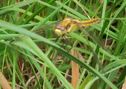 Black-tailed Skimmer