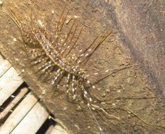 Scutigera