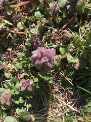 Lamium purpureum