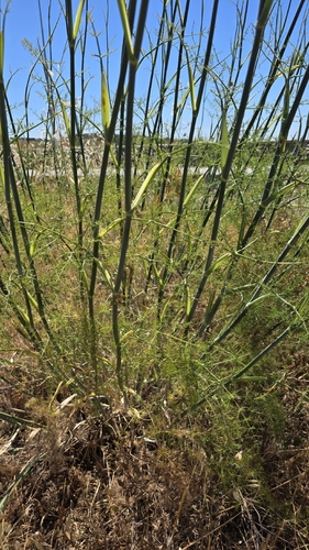 fennel