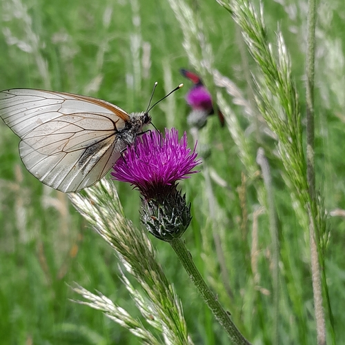 Black-veined White