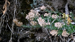 author not stated, no rights reserved Lepidium heterophyllum, photograph author not stated, no rights reserved