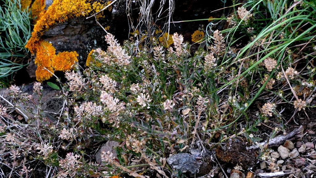 Lepidium heterophyllum; photograph author not stated, no rights reserved
