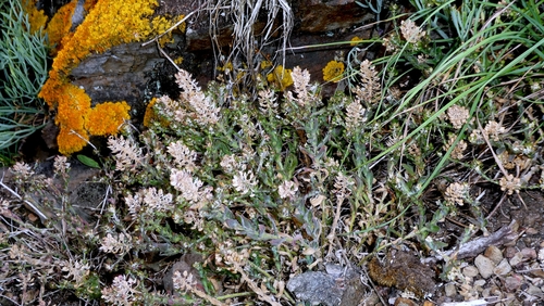 Lepidium heterophyllum, photograph 3
