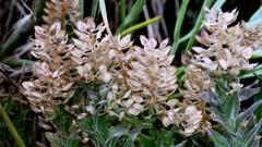 Lepidium heterophyllum, photograph author not stated, no rights reserved
