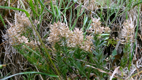 Lepidium heterophyllum, photograph 5