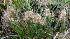 author not stated, no rights reserved Lepidium heterophyllum, photograph author not stated, no rights reserved