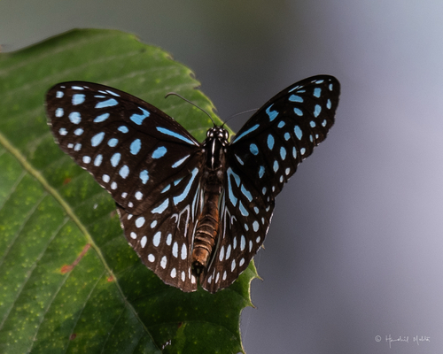 Dark Blue Tiger