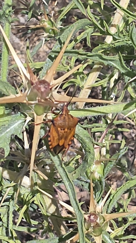 Carpocoris mediterraneus atlanticus
