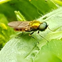 Chloromyia