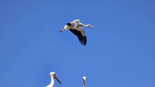 White Stork