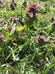Lamium purpureum